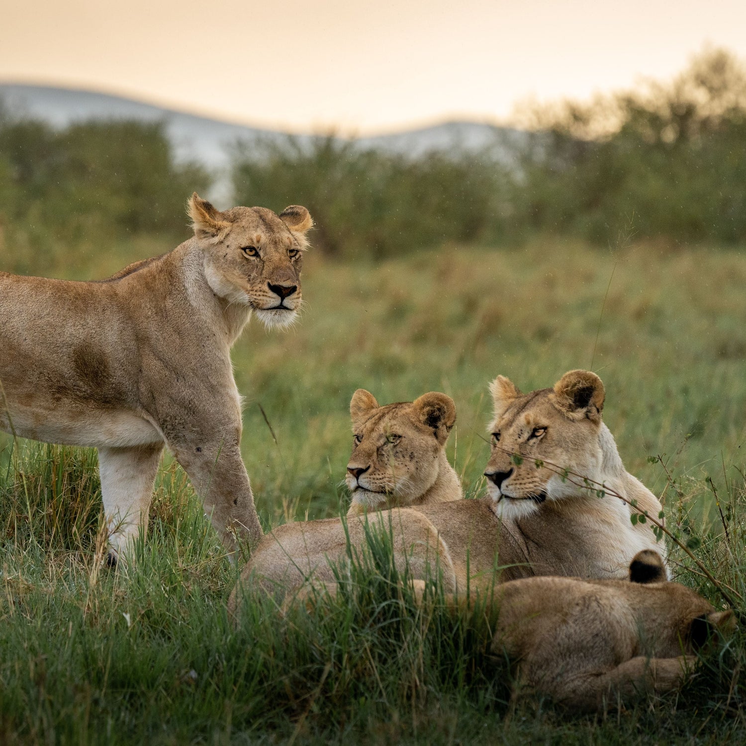 Wildlife & Safaris