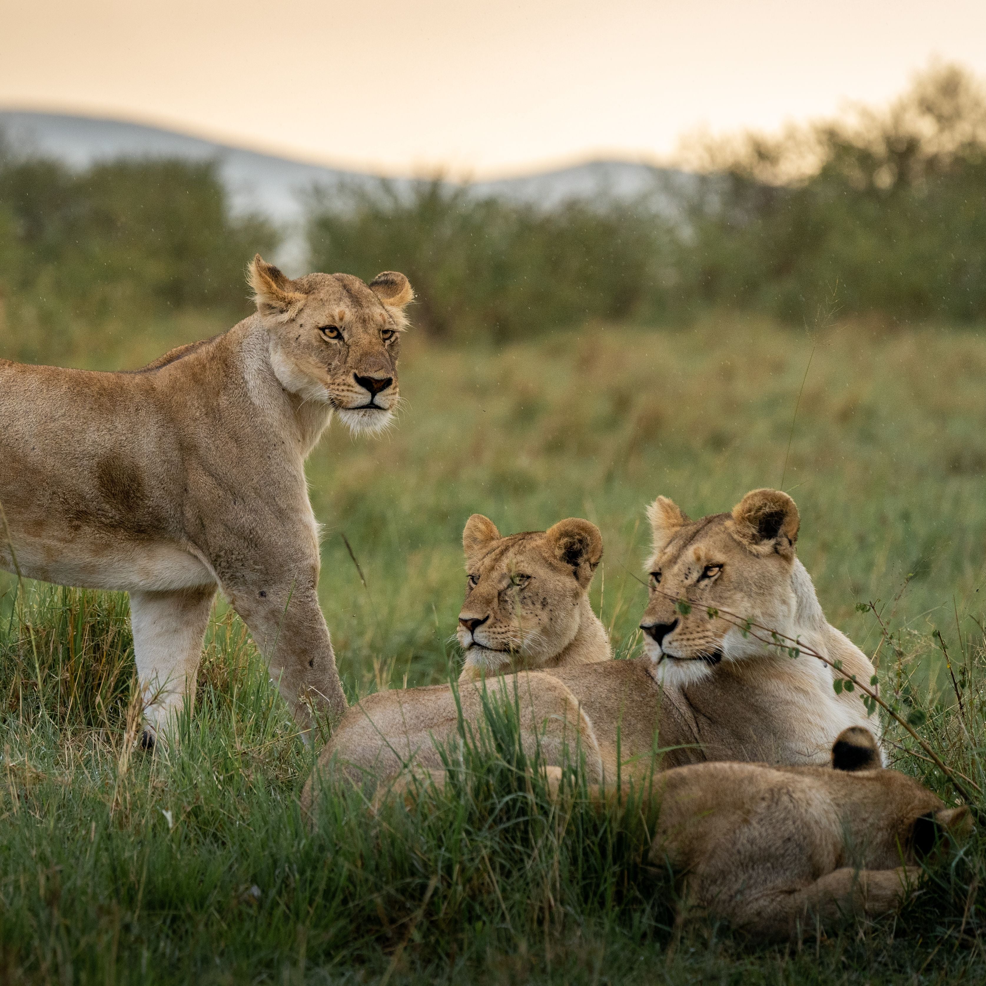 Wildlife & Safaris