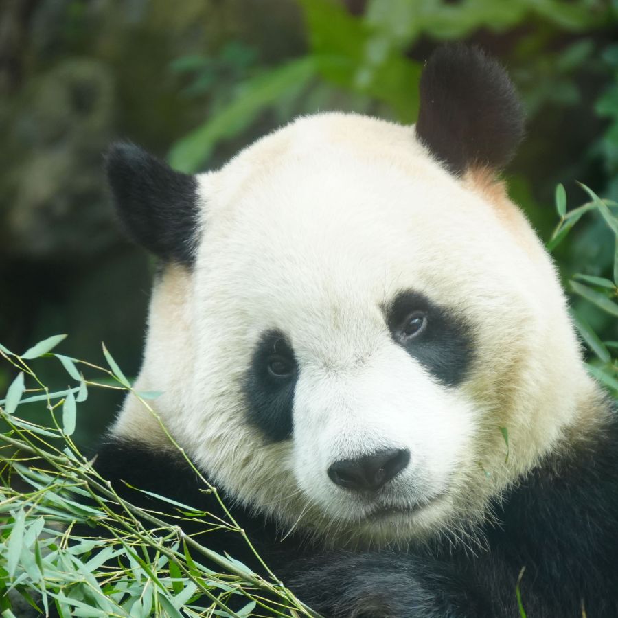 19-Day 18-Night China Roaming Tour: Beijing, Xi'an, Zhangjiajie, Chengdu, Tibet & Shanghai
