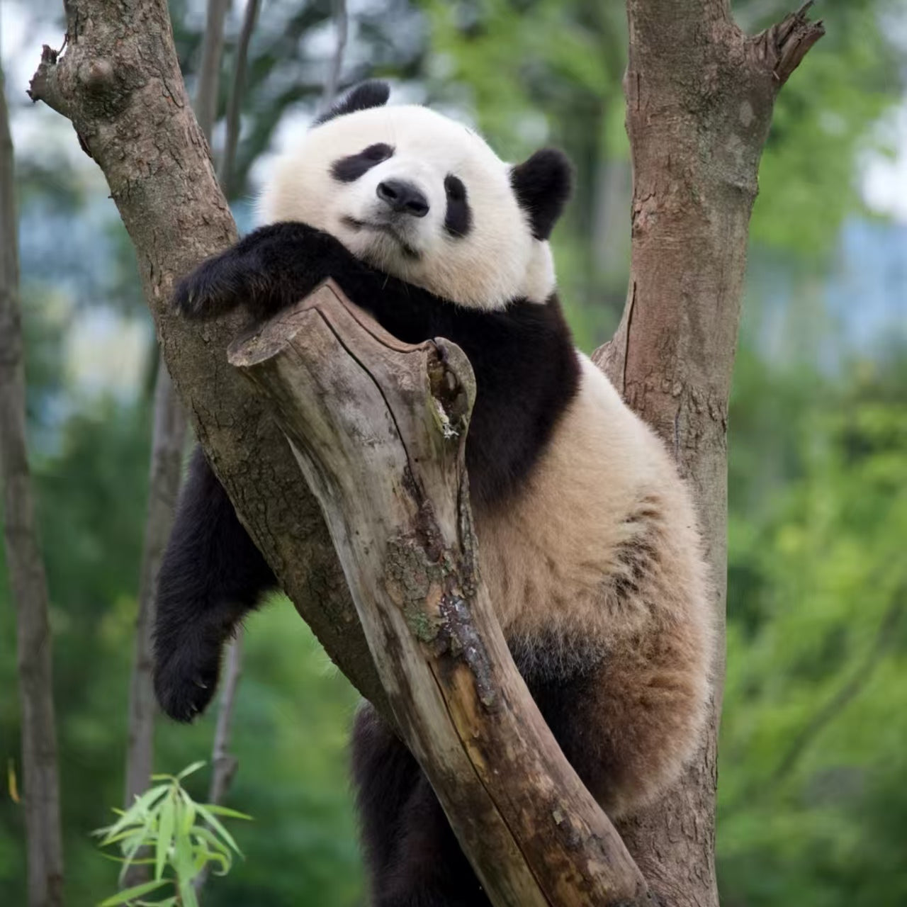 9 Days 8 Nights | Departing from Chengdu to Chongqing's Mountain City! Experience Sichuan and Chongqing's Two Major Trendy Metropolises