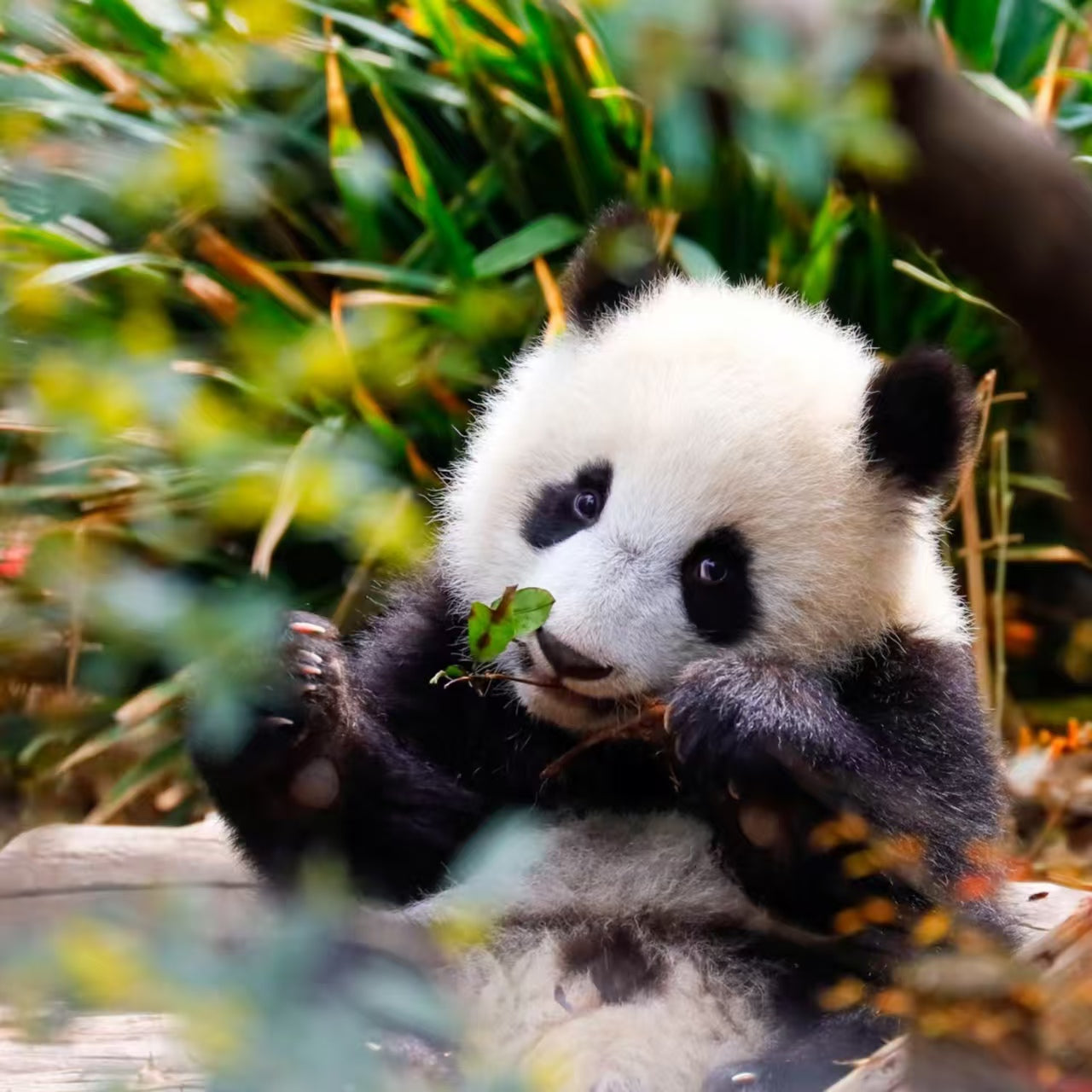 China’s Hidden Gem Route｜21 Days 20 Nights: Breathtaking Peak Forests, Mountain-City Night Views & Timeless Historic Sites All in One Trip